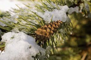 Parts of Pine Trees | eHow