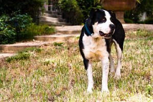 what to feed puppy with coccidia