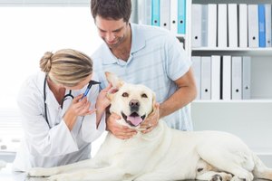How To Cure Skin Yeast Infection In Dogs Ehow