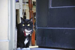 Cat Door
