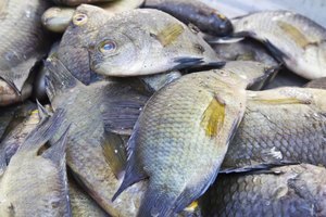 Happens. Let's Determining tilapia sex casually Impossible Determining tilapia sex think, that