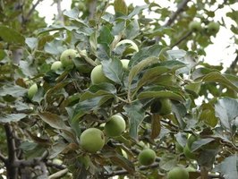 apple trees fruit jersey tree ehow spray grow chemicals trim fotolia hunker