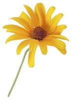 Yellow Flower Names Ehow Yellow Coneflowers Add A Vibrant Burst Of Color To The Garden