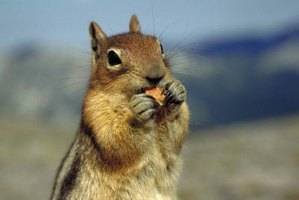 Do squirrels hate strong smells?