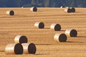 hay fertilizer simultaneously weed getty killer spray ehow field chmura photodisc frank