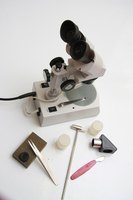 A light microscope allows the examination of tiny objects.