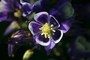 columbine bugs types destroy fotolia flower driscoll michelle