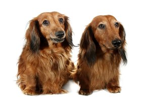 Their long coats give these dachshunds an elegant appearance.