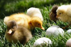 How Long Does It Take to Hatch Duck Eggs? | eHow