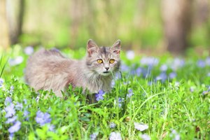 what to do if a eats rat poison what to do for a cat who ate rat poison ehow what to do if a eats rat poison what to do for a cat who ate rat poison ehow