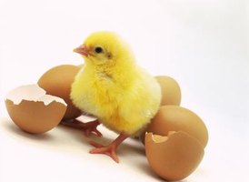 How to Put Eggs in an Egg Incubator &amp; Turner (4 Steps) | eHow