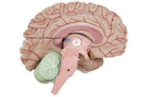 Lessons to Teach the Nervous System to Fifth Graders | eHow