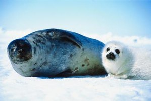 Harp Seal Behavioral Adaptations | eHow