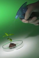 hydrogen peroxide for plants