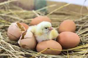 How Long Does it Take for a Chicken Egg to Hatch?  eHow