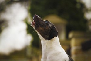 You can help your dog to stop barking when you leave.