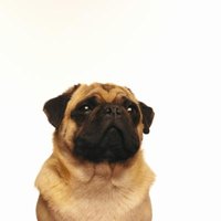 why do pugs flat noses difference between puggles pocket puggles ehow why do pugs flat noses difference between puggles pocket puggles ehow