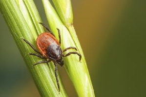 What Purpose Do Ticks Serve in the Ecosystem