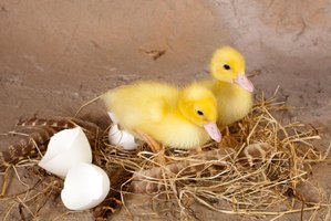 How to Hatch Duck Eggs  eHow