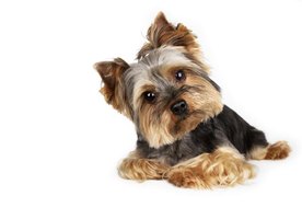 collapsed trachea in dogs treatment what are the treatments for tracheal collapse in dogs ehow collapsed trachea in dogs treatment what are the treatments for tracheal collapse in dogs ehow