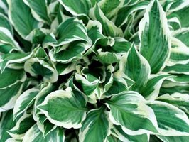 No Sun Plants | outside plants that require no sun ehow No Sun Plants | outside plants that require no sun ehow