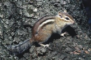 How to Kill Chipmunks | eHow