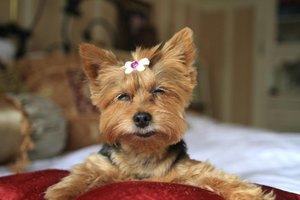 yorkie hacking cough how to spot respiratory problems in terriers ehow yorkie hacking cough how to spot respiratory problems in terriers ehow