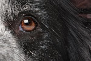 nuclear sclerosis in dogs what is canine nuclear sclerosis ehow nuclear sclerosis in dogs what is canine nuclear sclerosis ehow