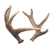 Increase your shed collection with an antler trap.