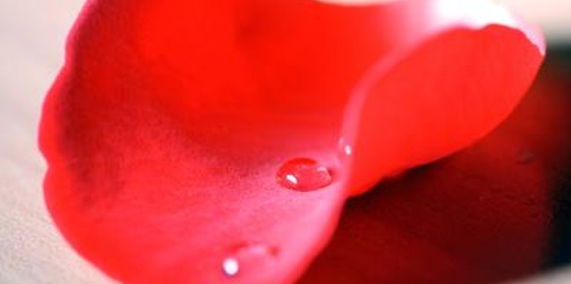 Visage/Stockbyte/Getty Images Rose petals both attract and repel water droplets.