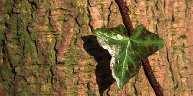 John Foxx/Stockbyte/Getty Images Remove ivies growing up tree trunks to keep the trees healthy.