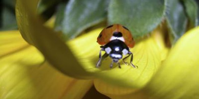 Ablestock.com/AbleStock.com/Getty Images Ladybugs eat pollen and nectar from flowers.