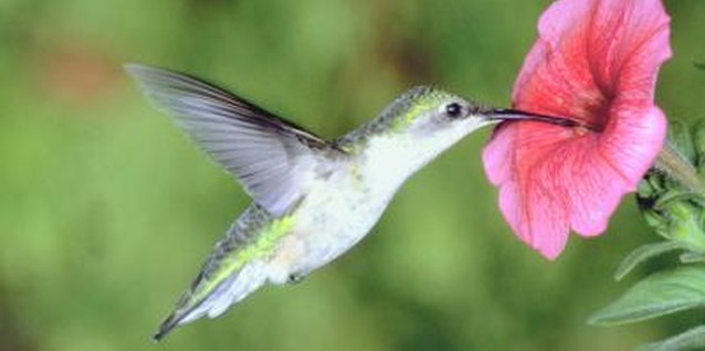 NA/AbleStock.com/Getty Images Hummingbirds are attracted to pink petunias.