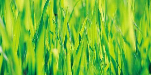 Goodshoot/Goodshoot/Getty Images Maintain healthy grass by keeping it trimmed to the proper height.