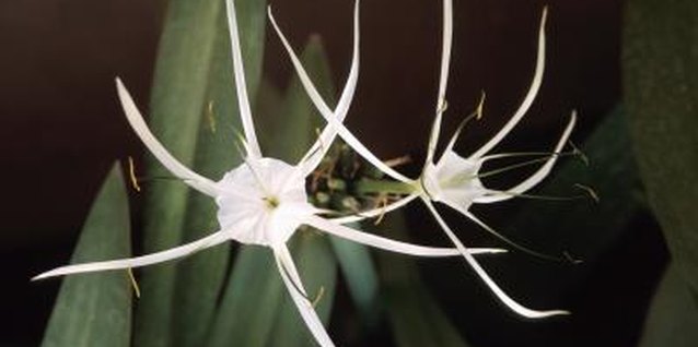 Hemera Technologies/Photos.com/Getty Images Peruvian daffodils are also called spider lilies.