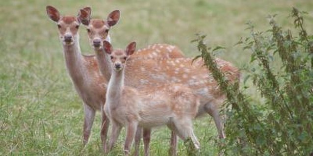 Jupiterimages/Photos.com/Getty Images Arums are near the bottom of the deer favorites list.