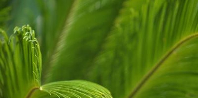 Jupiterimages/Photos.com/Getty Images Fungal crown rot quickly fades sago palm's bright green fronds.