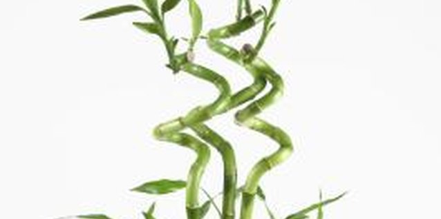 Thinkstock Images/Comstock/Getty Images Lucky bamboo (Dracaena sanderiana) is often grown in water.
