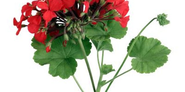 Brand X Pictures/Brand X Pictures/Getty Images Geraniums come in a variety of colors including red, fushcia and lavender.