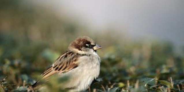 David De Lossy/Photodisc/Getty Images Wax myrtles attract birds to your yard.
