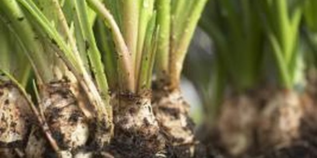 Martin Poole/Photodisc/Getty Images Good organic matter content in topsoil helps retain water.