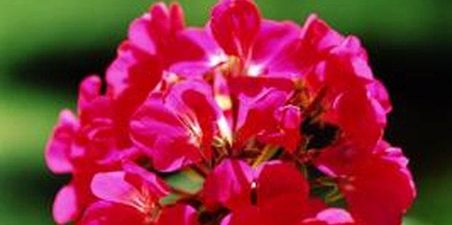Jupiterimages/Comstock/Getty Images Geraniums prefer warm days and cool nights.