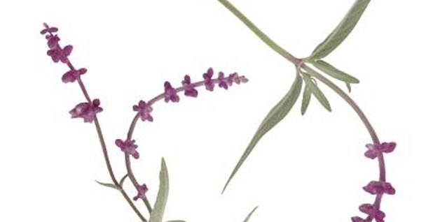 Brand X Pictures/Brand X Pictures/Getty Images Dry Mexican sage blooms for use in dried flower arrangements.