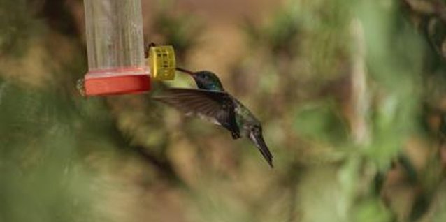 Dynamic Graphics Group/Dynamic Graphics Group/Getty Images Hummingbird feeders are available in a wide range of sizes and shapes.