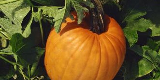 Jupiterimages/Comstock/Getty Images Getting rid of mildew can keep pumpkin plants growing strong.