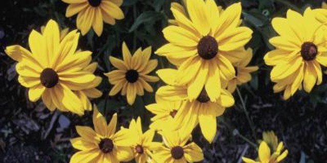 Medioimages/Photodisc/Photodisc/Getty Images Black-eyed Susans flower from early summer through fall.