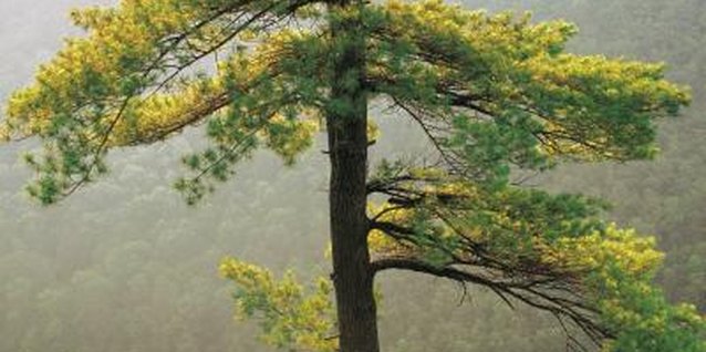 Comstock/Comstock/Getty Images The tamarack tree becomes colorful in fall.