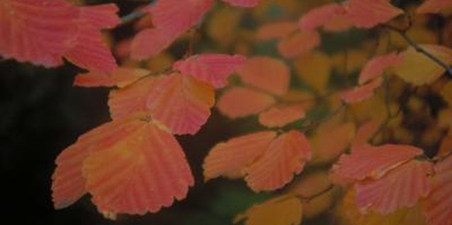 Jupiterimages/Photos.com/Getty Images Many pests and diseases can damage elm leaves.