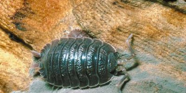 Jupiterimages/Photos.com/Getty Images Pillbugs need a lot of moisture in the air to breathe.