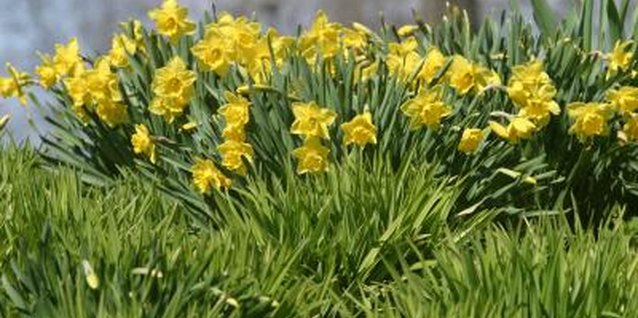 Jupiterimages/Photos.com/Getty Images Sunny daffodils bring spring color to an embankment.